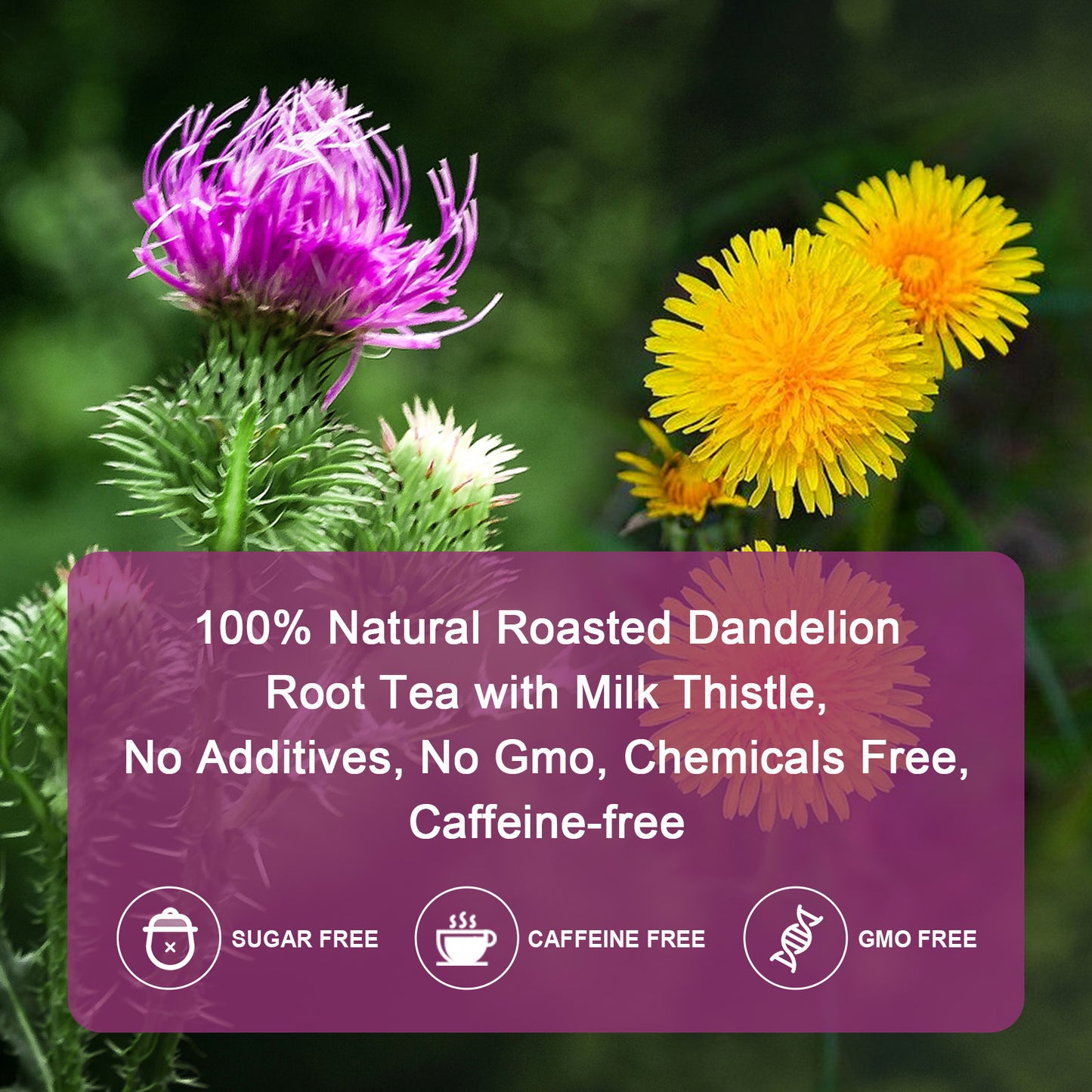 Organic Roasted Dandelion Root Tea with Milk Thistle Tea - Supports Kidney Function and Liver Function, 30 Tea Bags